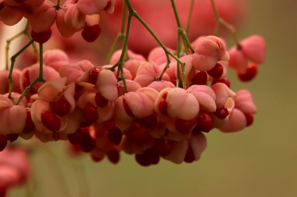 紅葉 。。。 ! !_a0248459_14363626.jpg