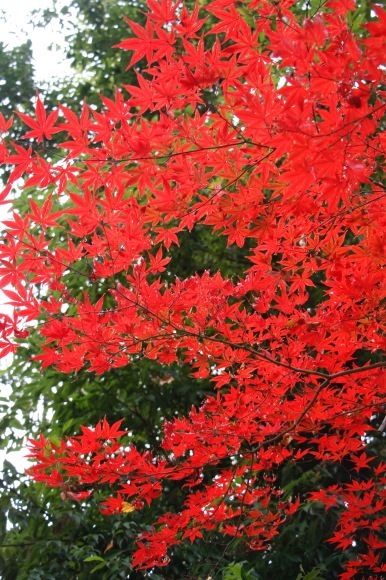 紅葉 。。。 ! !_a0248459_14380819.jpg