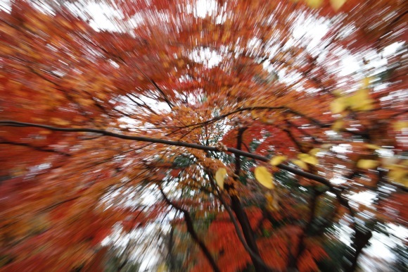 紅葉 。。。 ! !_a0248459_14385984.jpg