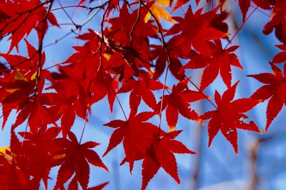 紅葉 。。。 ! !_a0248459_14391820.jpg