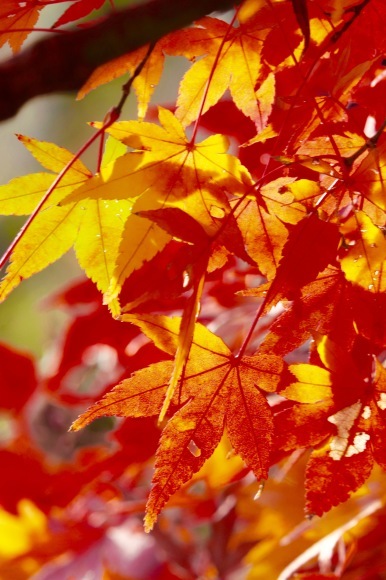 紅葉 。。。 ! !_a0248459_14394229.jpg