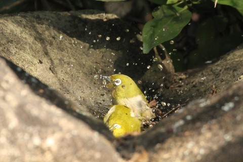 冬鳥も続々増えてきました★先週末の鳥類園(2020.11.14~15)_e0046474_23225714.jpg