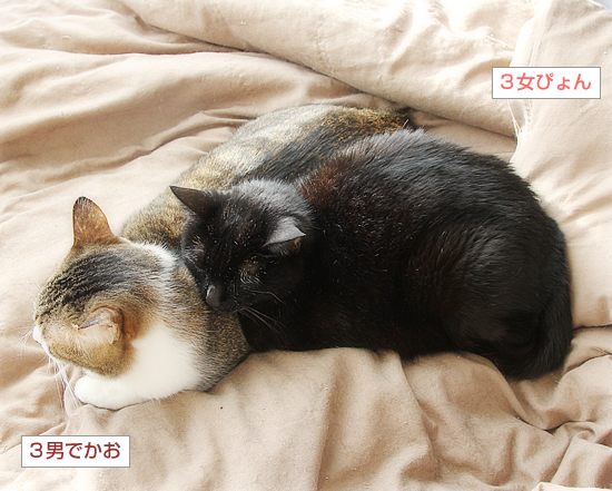 しあわせな日が来たね_a0389088_11171739.jpg