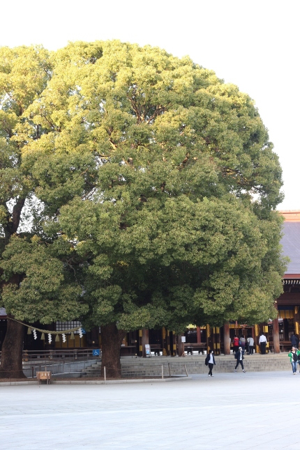 創建100周年の明治神宮に参拝する_f0354014_21593748.jpg