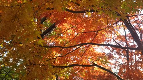 自宅近くの紅葉_c0155326_13233251.jpg