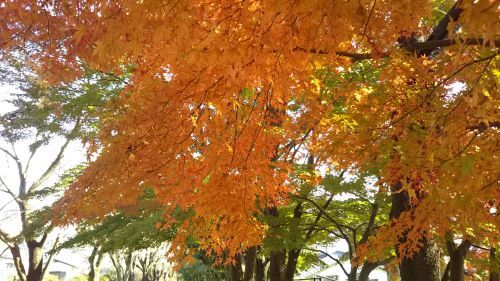 自宅近くの紅葉_c0155326_13233616.jpg
