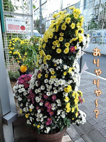 きのうの菊ローカ氏と今日の黒岡さくら_c0062832_13574404.jpg