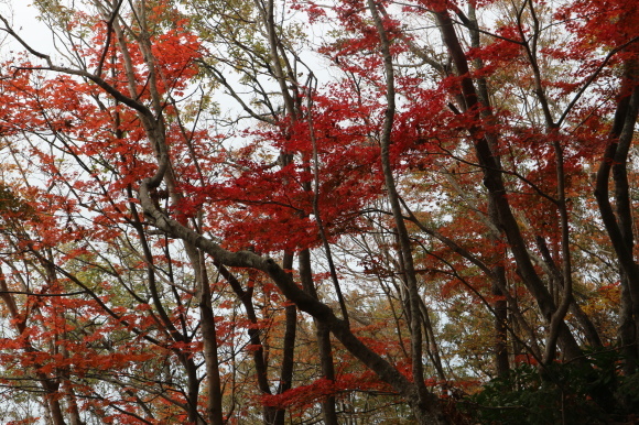 高崎山（お猿の山）の紅葉！_e0272335_15271515.jpg