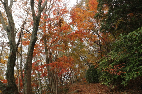 高崎山（お猿の山）の紅葉！_e0272335_15283308.jpg