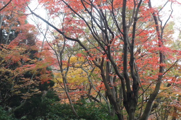 高崎山（お猿の山）の紅葉！_e0272335_16050132.jpg