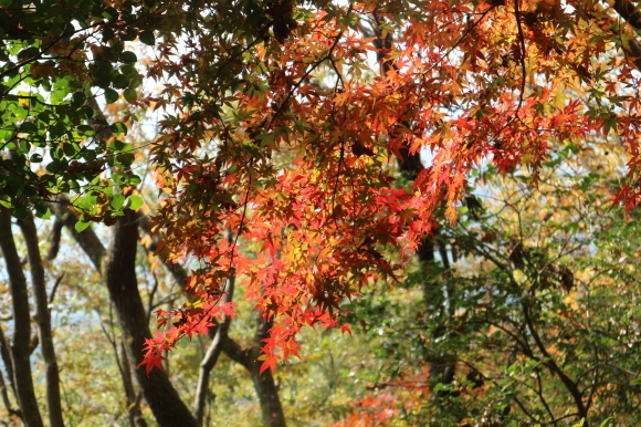 高崎山（お猿の山）の紅葉！_e0272335_17003600.jpg