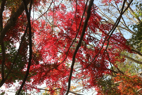 高崎山（お猿の山）の紅葉！_e0272335_17141221.jpg