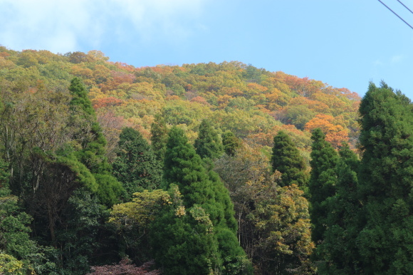 高崎山（お猿の山）の紅葉！_e0272335_17152855.jpg