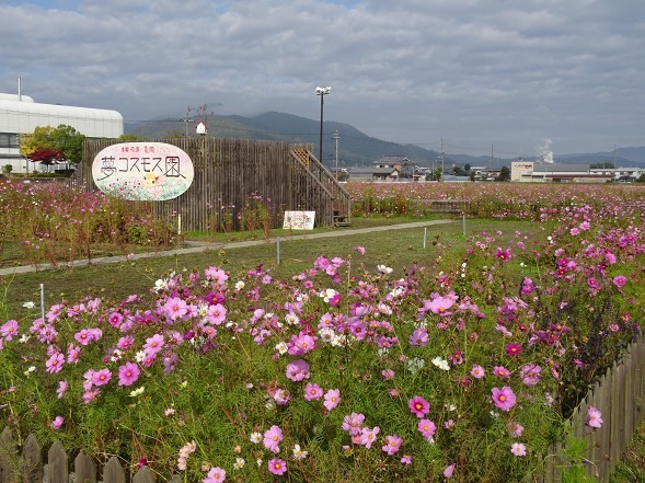亀岡コスモス園_b0299042_06453893.jpg