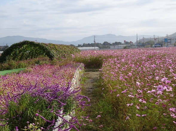 亀岡コスモス園_b0299042_06454414.jpg