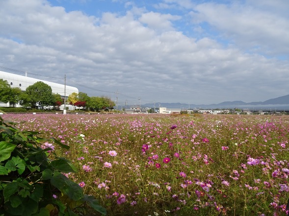 亀岡コスモス園_b0299042_06461444.jpg