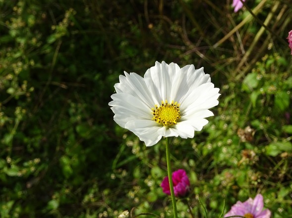 亀岡コスモス園_b0299042_06463869.jpg