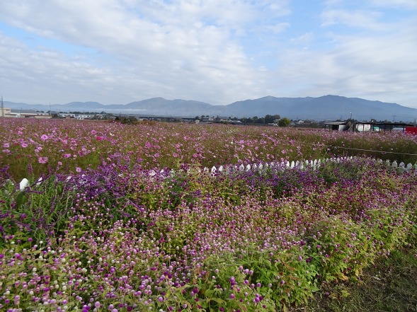 亀岡コスモス園_b0299042_06471180.jpg