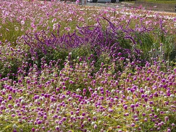 亀岡コスモス園_b0299042_06471606.jpg