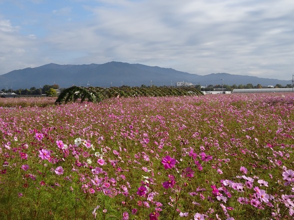 亀岡コスモス園_b0299042_06472163.jpg