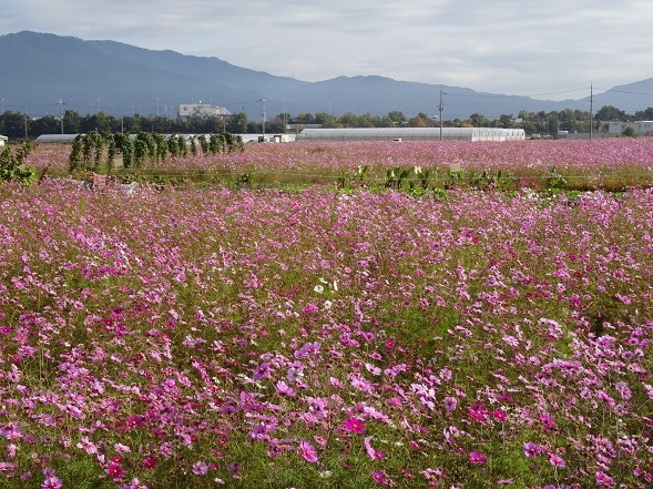 亀岡コスモス園_b0299042_06472699.jpg