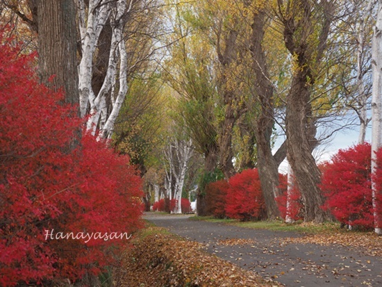 散歩道紅葉_b0186563_15070667.jpg