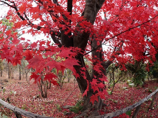 散歩道紅葉_b0186563_15073211.jpg