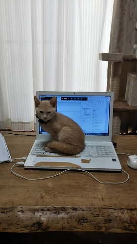 はるくん(あかくん)のお便り_a0064067_15461123.jpg