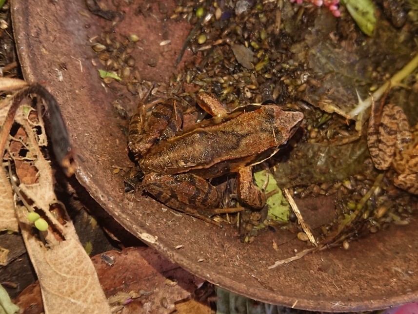 鎌倉公園のカエルたちも ずいぶん大きくなりました 水元かわせみの里水辺のふれあいルーム 鎌倉公園のカエルたちも ずいぶん大きくなりました 水元かわせみの里水辺のふれあいルーム