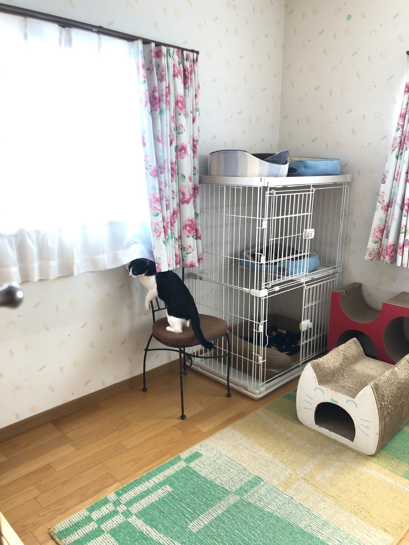 はちわれくりちゃん  なんてことないけどね_a0216583_23452055.jpeg