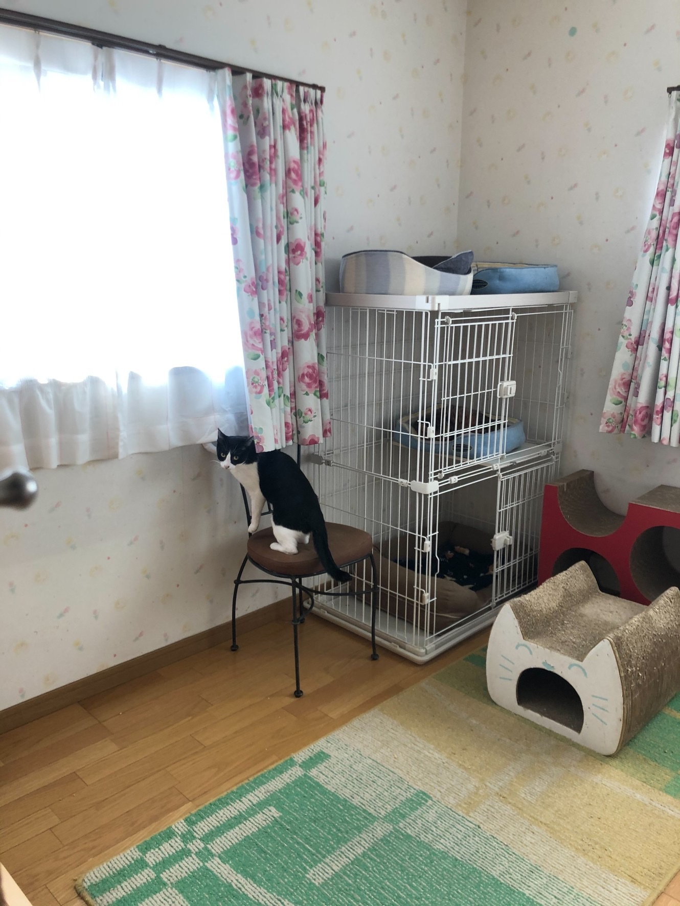 はちわれくりちゃん  なんてことないけどね_a0216583_23452259.jpeg