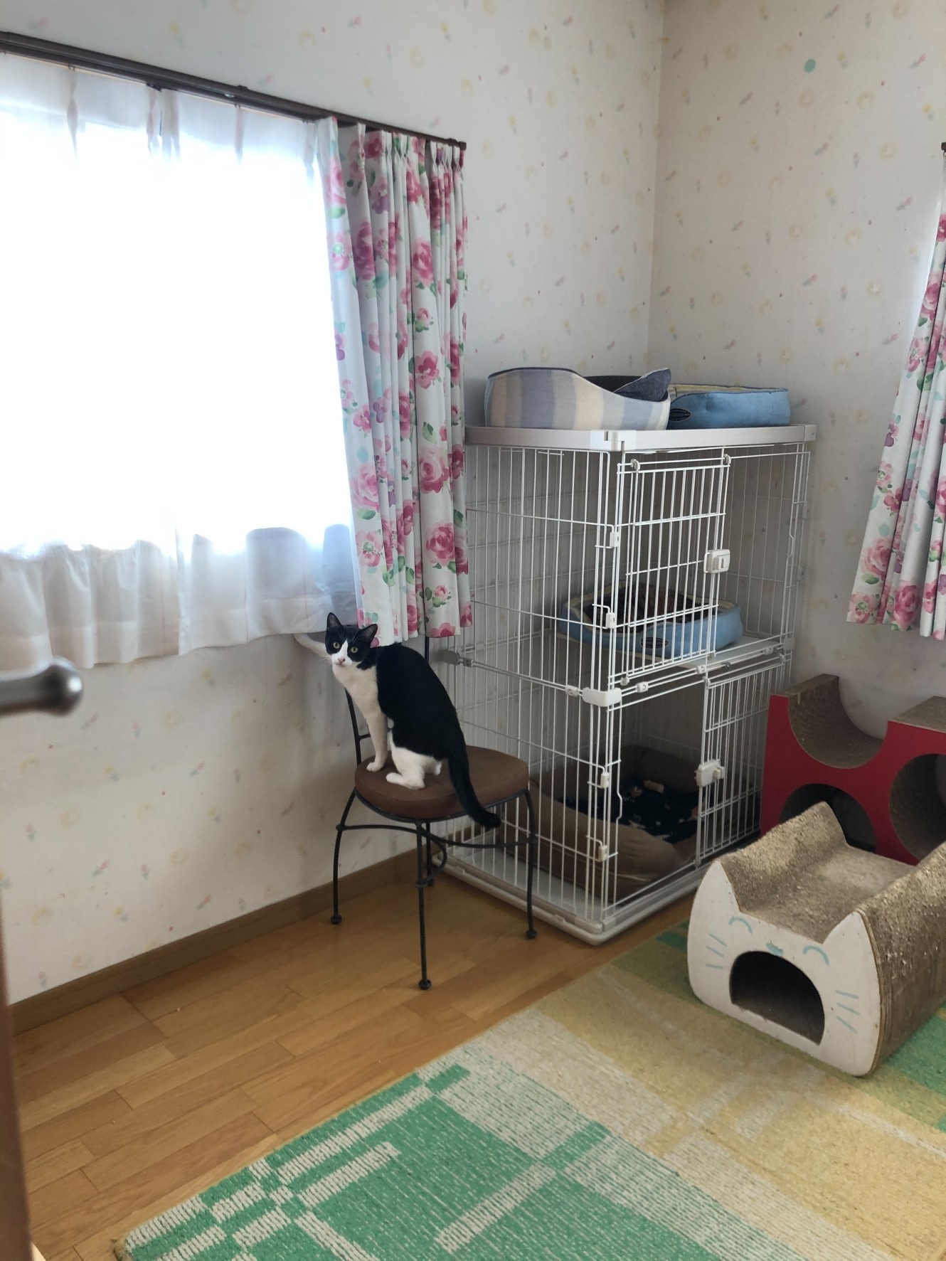 はちわれくりちゃん  なんてことないけどね_a0216583_23452544.jpeg