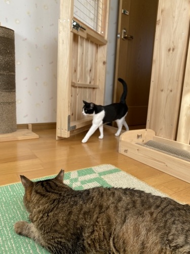 はちわれくりちゃん  なんてことないけどね_a0216583_23453901.jpeg