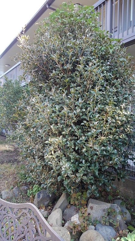 ヒイラギモクセイの剪定 ウィズコロナのうちの庭の備忘録 Green S Garden