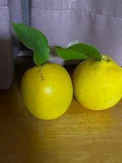 花梨の収穫_e0233190_11505364.jpg
