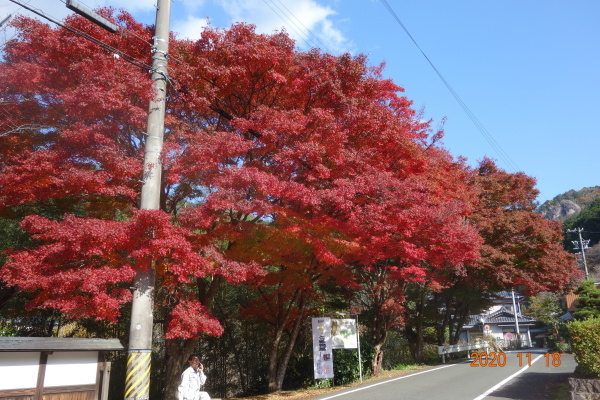 鳳来寺山紅葉（11月18日）_c0405406_18360266.jpg