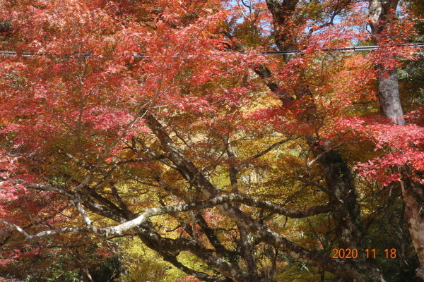 鳳来寺山紅葉（11月18日）_c0405406_18532477.jpg