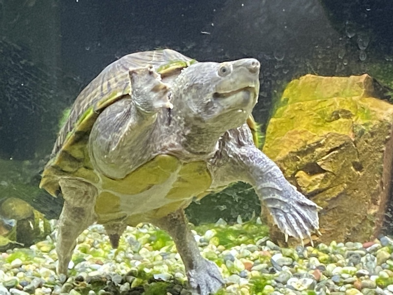 毎日の全水換えの証です カメ亀日記 カメ飼育のいろは