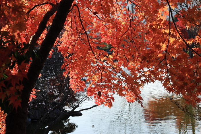 桜山公園 冬桜と紅葉 四季折々