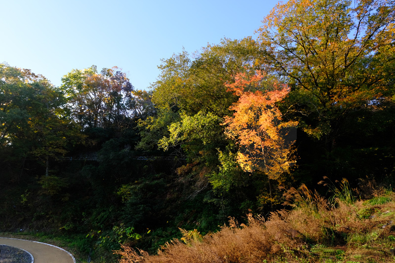 朝の散歩 杉村公園にて 日本全国くるま旅