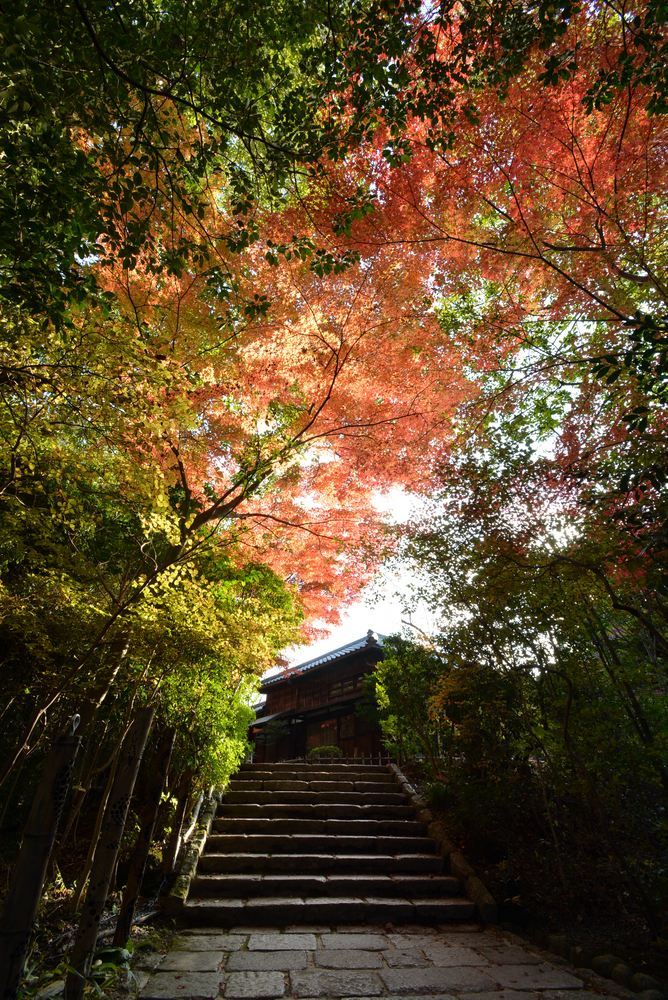 森鴎外・夏目漱石邸脇の紅葉2020_e0373930_20474040.jpg