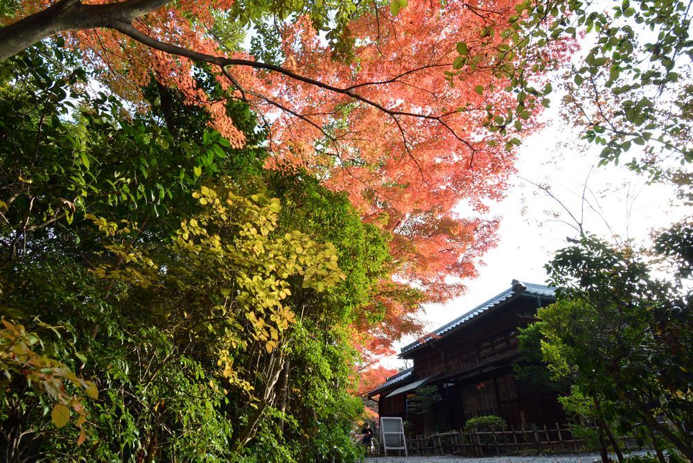 森鴎外・夏目漱石邸脇の紅葉2020_e0373930_20474072.jpg