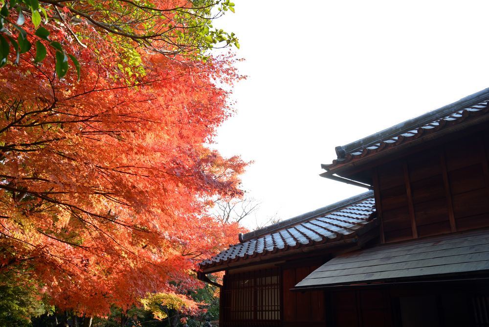 森鴎外・夏目漱石邸脇の紅葉2020_e0373930_20474088.jpg