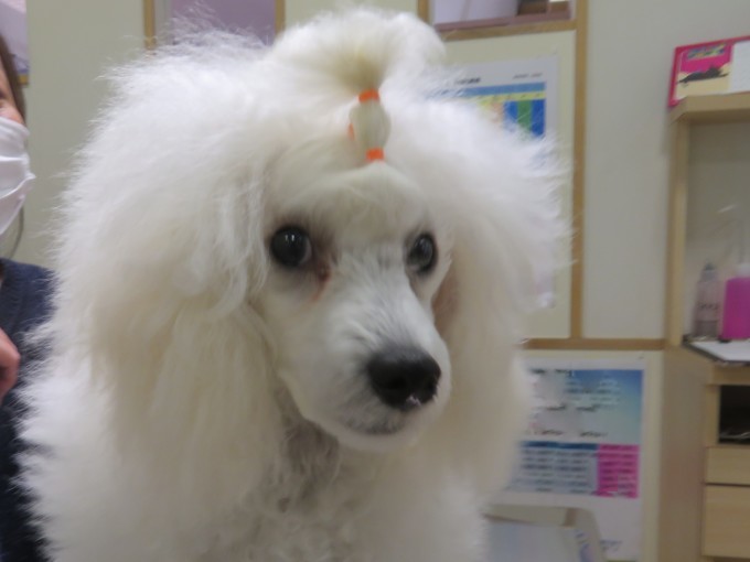 11 月 18 日の写真_c0174644_11064765.jpg