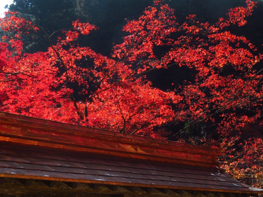 谷汲山の紅葉🍁 _a0018655_16572946.jpg