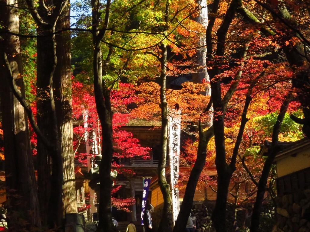 谷汲山の紅葉🍁 _a0018655_16572972.jpg