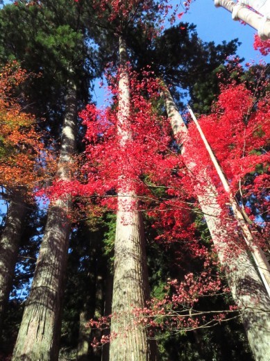 谷汲山の紅葉🍁 _a0018655_16573015.jpg
