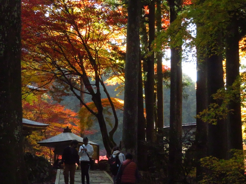 谷汲山の紅葉🍁 _a0018655_17023268.jpg