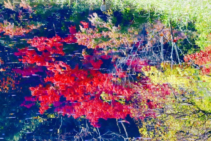 しし座流星群。。。 ! !_a0248459_15150398.jpg