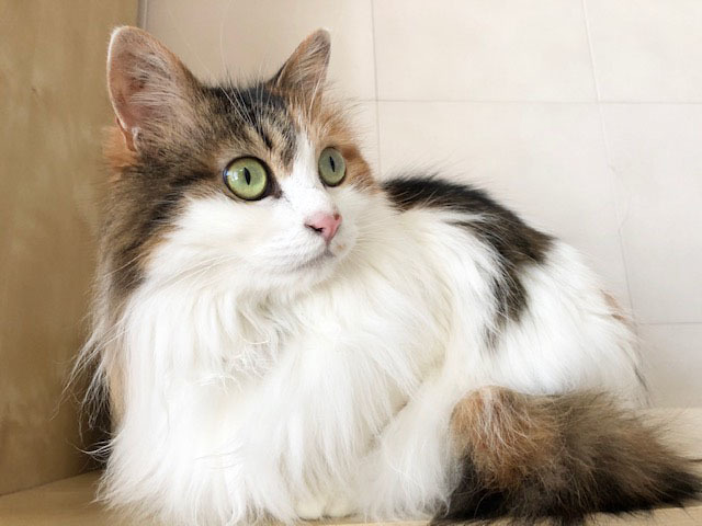 うーちゃん、みーちゃんからお便り_a0064067_15330898.jpg